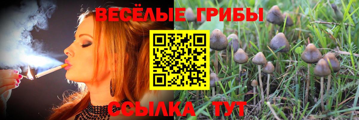 Спасск-Дальний  Галлюциногенные грибы Psilocybe  Вход с VPN 